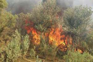 مهار آتش سوزی درختان حاشیه رودخانه کرخه در بستان