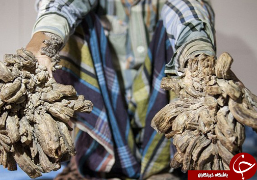 عکس/ بیماری درختی