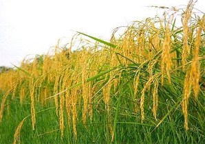 دستیابی به برنج هسته ای در گیلان