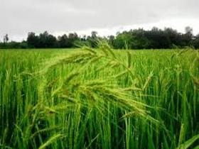 احیای اراضی کشاورزی خوزستان