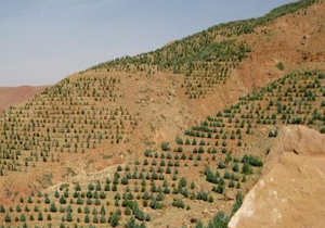 اجرای طرح جنگل کاری اقتصادی در شهرستان بن آغاز شد