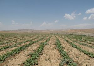 آغاز کشت هندوانه پاییزه در شهرستان میناب