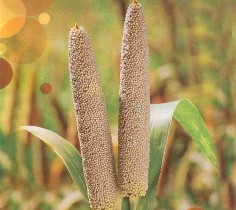برای نخستین بار؛ كشت ارزن مرواريدی