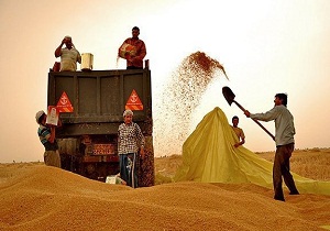 خریداری 75 میلیون کیلوگرم گندم ، کلزار و جو