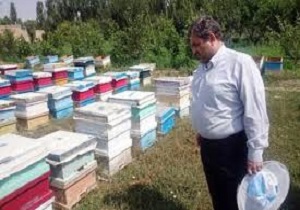 امارگیری کلنی های زنبور عسل در کردستان از سوم مهر ماه