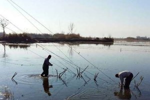 جمع آوری دام های هوایی غیرمجاز پرندگان