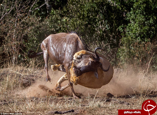 این شیر حتما خیلی گرسنه است +عکس