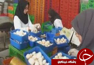 از تولید قارچ دکمه ای تا تاخیر در پرداخت بهای جوکاران