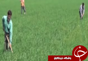 از تولید قارچ دکمه ای تا تاخیر در پرداخت بهای جوکاران