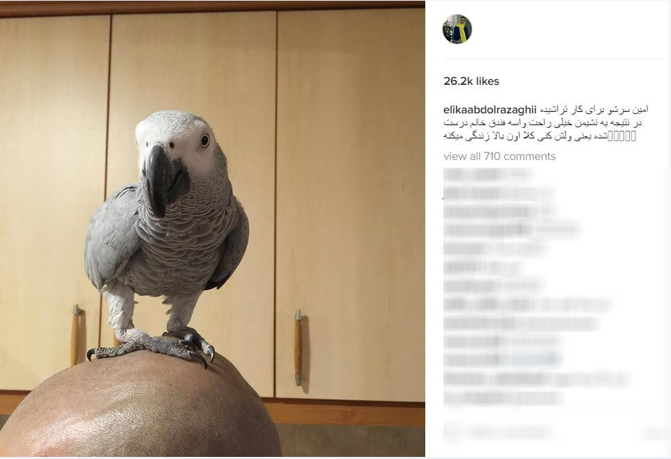 طوطی که روی سر امین زندگانی جا خوش کرد