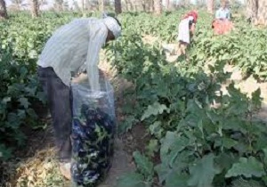 «ونگون»؛ سوغات تابستانی سمنان