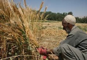 پرداخت مطالبات کشاورزان توسط دولت