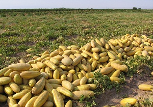 آغاز برداشت خربزه در بویین زهرا