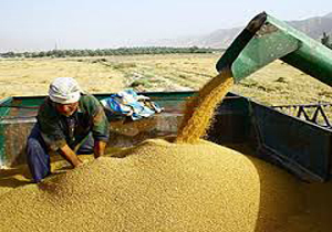 آغاز پرداخت مطالبات گندمکاران آذربایجان غربی