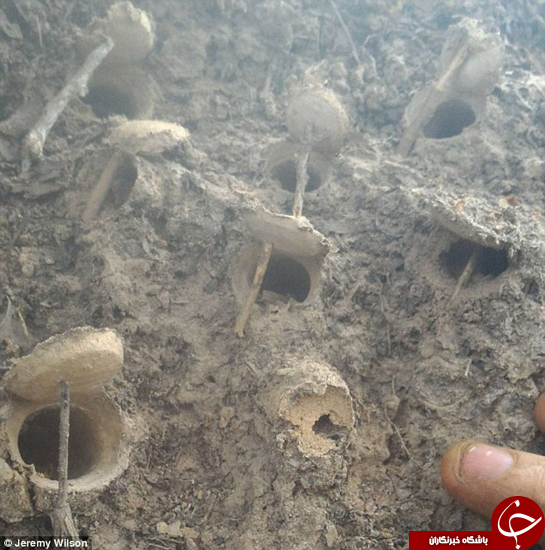 موجودات درنده&zwnj; به اندازه کف دست شما که زیر زمین به سر می&zwnj;برند +تصاویر
