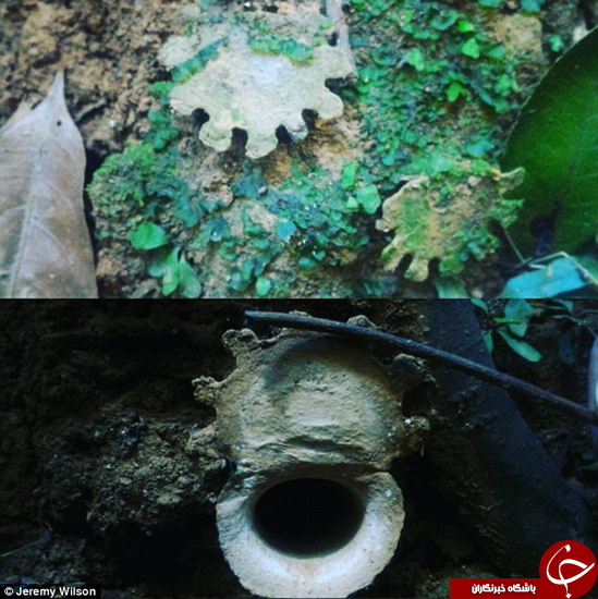 موجودات درنده&zwnj; به اندازه کف دست شما که زیر زمین به سر می&zwnj;برند +تصاویر