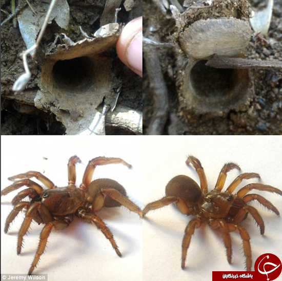 موجودات درنده&zwnj; به اندازه کف دست شما که زیر زمین به سر می&zwnj;برند +تصاویر