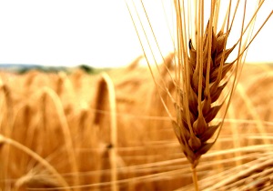 طرح توسعه کشاورزی در قصرشیرین