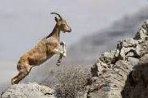 نجات دو راس کل وحشی