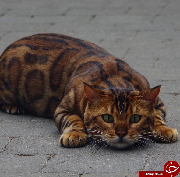 خوش عکس&zwnj;ترین گربه دنیا با پوستی شبیه به پلنگ+تصاویر