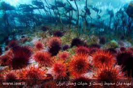 افزایش جمعیت توتیای دریایی در خلیج فارس