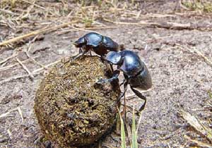 از اطلاعات ارزشمند نهفته در مدفوع حیوانات چه میدانید؟!