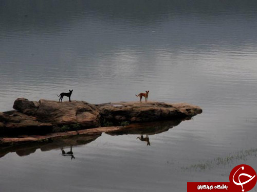 از قاچاق پنگوئن&zwnj;های یخ زده تا پیگیری رقابت&zwnj;های پارالمپیک ریو