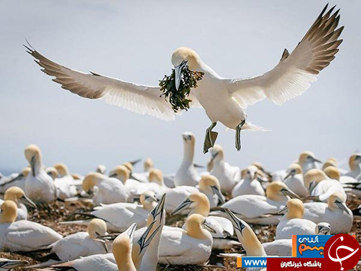 عکس/ دنیای فوق العاده&zwnj;ی حیوانات، از نگاهی متفاوت