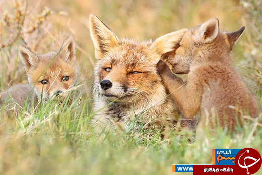 عکس/ دنیای فوق العاده&zwnj;ی حیوانات، از نگاهی متفاوت