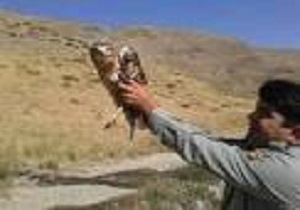 ۲۹۹ مورد رهاسازی انواع گونه های جانوری در کردستان