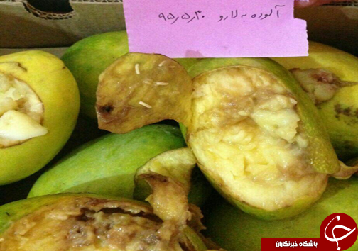 برگشت دها تن انبه های آلوده به پاکستان+ تصاویر