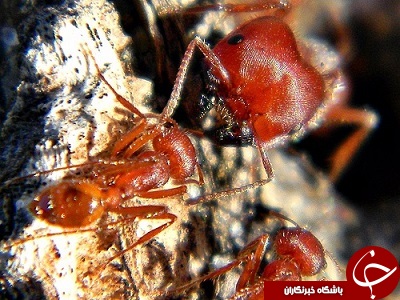 کدام حشرات از دردناک&zwnj;ترین نیش یا گزش برخوردارند؟