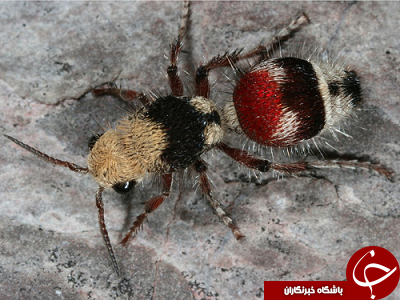 کدام حشرات از دردناک&zwnj;ترین نیش یا گزش برخوردارند؟
