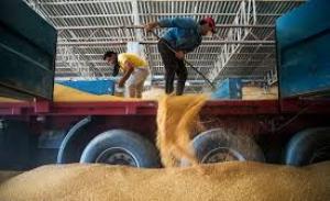 حاصل دسترنج گندم کاران استان در سبد خرید تضمینی