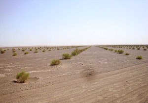 افتتاح 2 طرح بیابان زدایی در جاسک افتتاح 2 طرح بیابان زدایی در جاسک