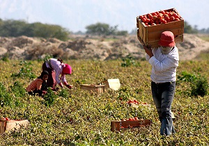 اختصاص 2 هزار هکتار از مزارع پارس آباد به کشت گوجه فرنگی