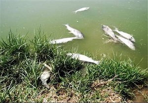 بررسی علت مرگ‌ و میر ماهیان دریاچه شورابیل در اردبیل