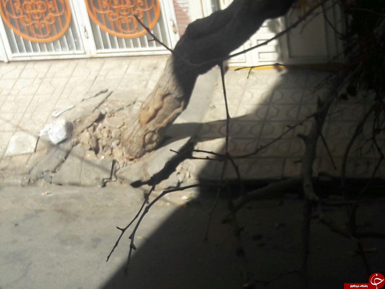 بونکر سیمان درخت را از ریشه در آورد + تصاویر