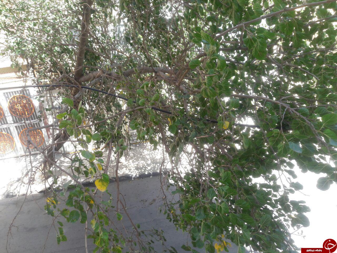بونکر سیمان درخت را از ریشه در آورد + تصاویر