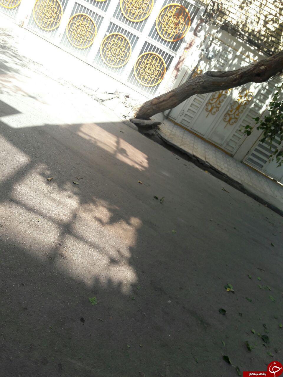 بونکر سیمان درخت را از ریشه در آورد + تصاویر