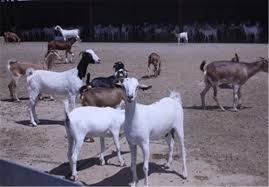 اصلاح نژاد هزار راس بز بومی