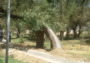 پر کردن تنه درختان از سیمان + تصاویر