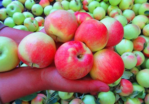 آغاز برداشت سیب گلاب درسمیرم