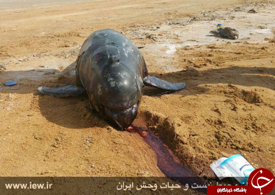 لاشه یک نهنگ در منطقه حفاظت شده حرا