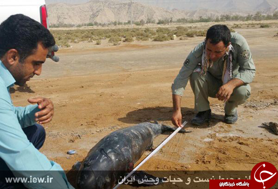 لاشه یک نهنگ در منطقه حفاظت شده حرا