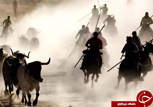 از کشته شدن همزمان 300 راس گوزن تا ناکامی وزنه&zwnj;بردار لهستانی در رکوردزنی