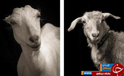 عکس/ سوپرمدلهای دنیای بزها و گوسفندها!