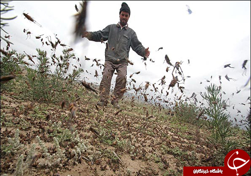 از دستگیری اعضای شبکه&zwnj; مدلینگ مبتذل تا هجوم ملخ ها به هامون