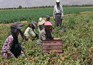 برگزاری کارگاه های آموزشی-ترويجی برای کشاورزان و دامداران