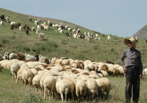 اجرای آیین سنتی سویل